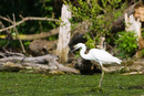 aigrette garzette