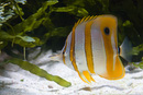 aquarium du trocadero