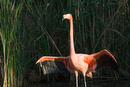 parc des oiseaux villars les dombes